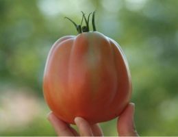 Immagine 1 di POMODORO PERA D'ABRUZZO
