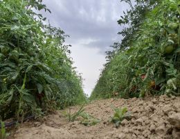 Immagine 3 di POMODORO PERA D'ABRUZZO
