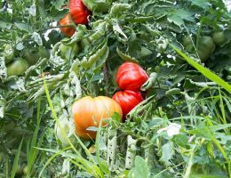 Immagine 4 di POMODORO PERA D'ABRUZZO