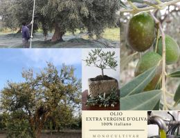 Immagine 3 di OLIO EXTRAVERGINE DI OLIVA CULTIVAR GENTILE DI LARINO DI QUALITA' SUPERIORE