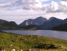 Immagine 3 di BETTELMATT ALPE TOGGIA - ALPE REGINA CASEIFICIO SCILLIGO GABRIELE