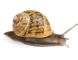 Immagine 1 di LUMACA HELIX ASPERSA MAXIMA