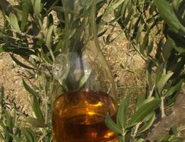 Immagine 1 di OLIO EXTRAVERGINE DI OLIVA CULTIVAR MORESCA DI CATEGORIA SUPERIORE AGRI-TAVI