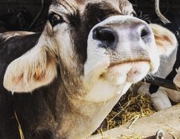 Immagine 3 di FORMAGGELLA DEL VAL DI SCALVE