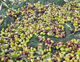 Immagine 5 di OLIO EXTRAVERGINE DI OLIVA INTATTO BLEND DI CATEGORIA SUPERIORE AGRICOLA MONN