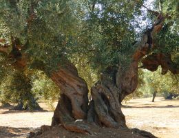 Immagine 4 di OLIO EXTRAVERGINE DI OLIVA INTATTO BLEND DI CATEGORIA SUPERIORE AGRICOLA MONN