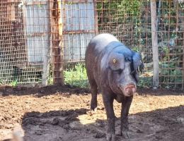Immagine 5 di VARIETA' ECCELLENTE DI SALUMI DI SUINO NERO PIEMONTESE AGRI SAN DESIDERIO
