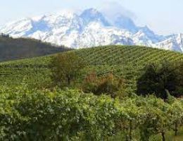 Immagine 5 di COSTE DELLA SESIA ERBALUCE D.O.C. NIVIS PIETRO CASSINA