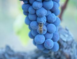 Immagine 4 di FORLI' SANGIOVESE I.G.P RIPAGRANDE FATTORIA CA'ROSSA