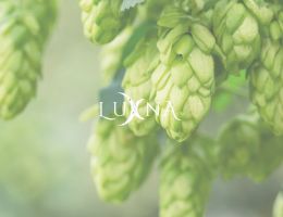 Immagine 2 di ARTEMIDE STILE WEIZEN LUXNA BEER