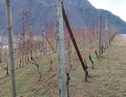 Immagine 4 di VALLI OSSOLANE NEBBIOLO D.O.C. SUPERIORE PRUNENT CANTINA CA' DA L'ERA