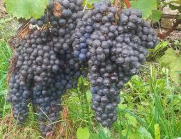 Immagine 5 di VALLI OSSOLANE NEBBIOLO D.O.C. SUPERIORE PRUNENT CANTINA CA' DA L'ERA