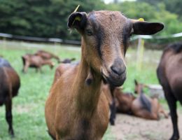Immagine 4 di PEPATO DI CAPRA A LATTE CRUDO BIO CASALE ROCCOLO