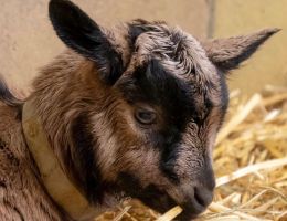 Immagine 3 di GEPPA STAGIONATO A LATTE CRUDO DI CAPRA BIO CASALE ROCCOLO