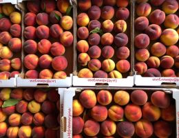 Immagine 3 di PESCHE DI VOLPEDO SCIROPPATE AGRI LA MONTEMARZINA