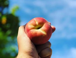 Immagine 4 di PESCHE DI VOLPEDO SCIROPPATE AGRI LA MONTEMARZINA