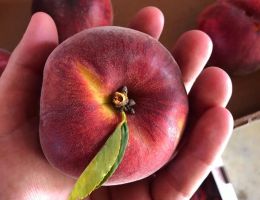 Immagine 5 di PESCHE DI VOLPEDO SCIROPPATE AGRI LA MONTEMARZINA