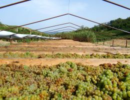 Immagine 4 di PASSITO MOSCATO DI STREVI  D.O.C. PASSIONE BRAGAGNOLO VINI PASSITI