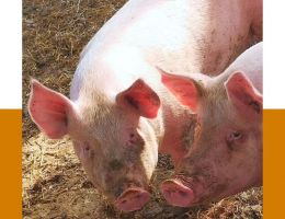 Immagine 3 di SALAME NOBILE DEL GIAROLO CASCINA GIAMBOLINO