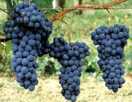 Immagine 5 di COLLINE TORTENSI ROSSO D.O.C. TEO CANTINA POGGIO PAOLO