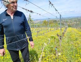 Immagine 4 di DERTHONA TIMORASSO BRICCO SAN MICHELE CLAUDIO MARIOTTO VINI