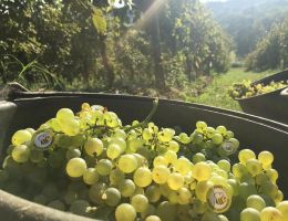Immagine 2 di CONEGLIANO VALDOBBIADENE PROSECCO SUPERIORE D.O.C.G. EXTRA DRY ANTICO BORGO VINI