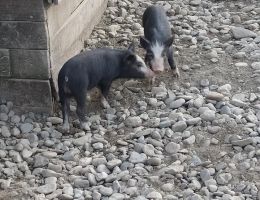Immagine 2 di PROSCIUTTO CRUDO DI SUINO NERO PIEMONTESE 24 MESI AGRI SAN DESIDERIO