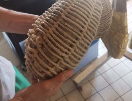 Immagine 1 di CULATELLO DI SUINO NERO DI MORA ROMAGNOLA 14 MESI STAGIONATURA  AGRI I FONDI