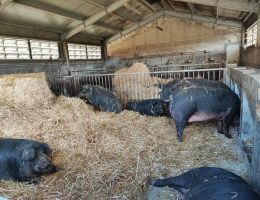 Immagine 5 di CULATELLO DI SUINO NERO DI MORA ROMAGNOLA 14 MESI STAGIONATURA  AGRI I FONDI