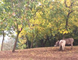 Immagine 5 di CASTELMAGNO D.O.P. D’ALPEGGIO CASEIFICIO DI MONTAGNA LA  BRUNA