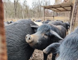 Immagine 4 di PROSCIUTTO COTTO DI SUINO NERO DELLE ALPI ALLEVAPERTO