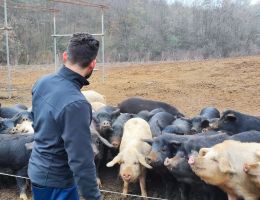 Immagine 4 di LARDO AROMATIZZATO ALLE ERBE DI SUINO NERO DELLE ALPI ALLEVAPERTO