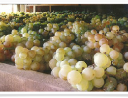Immagine 4 di ERBALUCE PASSITO D.O.C.G. RISERVA PODERE MACELLIO DI CALUSO