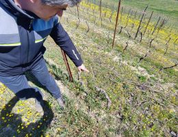 Immagine 3 di BARBERA DEL MONFERRATO SUPERIORE D.O.C.G. RICCARDO II ORESTE BUZIO VINI BIO