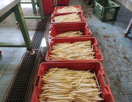 Immagine 4 di ASPARAGO BIANCO DI CANTELLO LE PIANELLE DI PAOLO ORLANDI