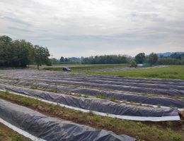 Immagine 3 di ASPARAGINA IN AGRODOLCE BIANCA DI CANTELLO LE PIANELLE DI PAOLO ORLANDI