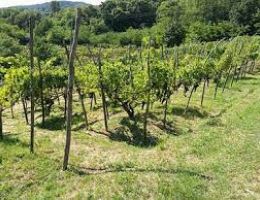 Immagine 3 di VINO ROSSO DI BOCA MAGGIORINA LE PIANE