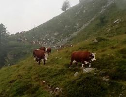 Immagine 2 di PLAISENTIF ALTA VAL GHISONE CASEIFICIO AGU' CHIAFFREDO