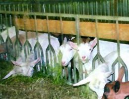 Immagine 5 di TOMA DELLA VAL LANZO CASEIFICIO I CASTAGNI