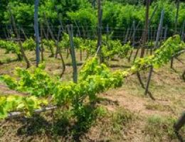 Immagine 3 di ORIGINI ROSSO DI MAGGIORA CANTINE DEL CASTELLO CONTI
