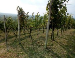 Immagine 4 di COSTE DELLA SESIA ROSA D.O.C. DI MARTINA CALIGARIS VIGNAIOLO IN GATTINARA