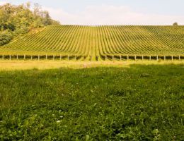 Immagine 2 di GHEMME D.O.C.G. RISERVA VIGNA PELIZZANE TORRACCIA DEL PIANTAVIGNA