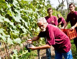 Immagine 4 di GHEMME D.O.C.G. RISERVA VIGNA PELIZZANE TORRACCIA DEL PIANTAVIGNA