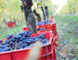 Immagine 5 di GHEMME D.O.C.G. RISERVA VIGNA PELIZZANE TORRACCIA DEL PIANTAVIGNA