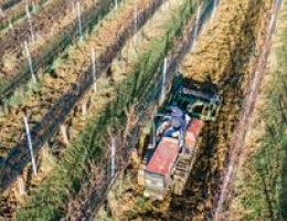 Immagine 5 di COSTE DEL SESIA ROSATO D.O.C. ROSA DEL ROSA PROPRIETA' SPERINO VINI