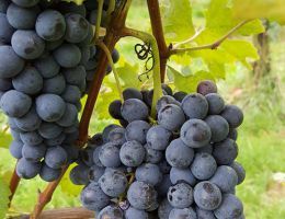 Immagine 3 di GHEMME D.O.C.G. COLLIS BRECLEMAE CANTALUPO VINI