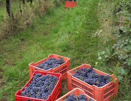 Immagine 4 di GHEMME D.O.C.G. COLLIS BRECLEMAE CANTALUPO VINI