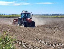 Immagine 5 di RISO RIBE BIO TERRE DI LOMELLINA