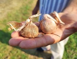 Immagine 3 di ZAFFERANO D'ANGERA De.Co. LE SINERGIE