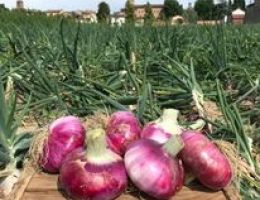 Immagine 3 di CIPOLLA ROSSA DI BREME AGRICOLA ACETI